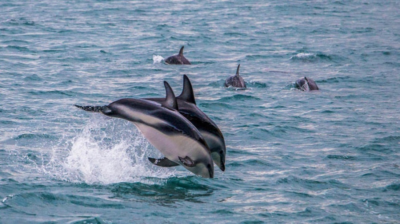 Dusky dolphins Kaikoura