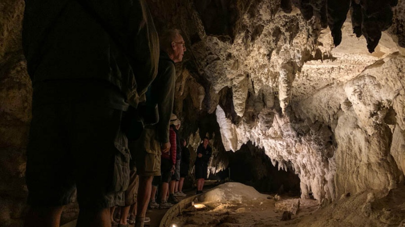 Glow worm facts in New Zealand glowworm caves