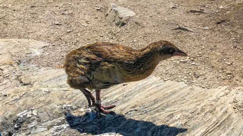 Weka on Mou Waho Island, Wanaka New Zealand