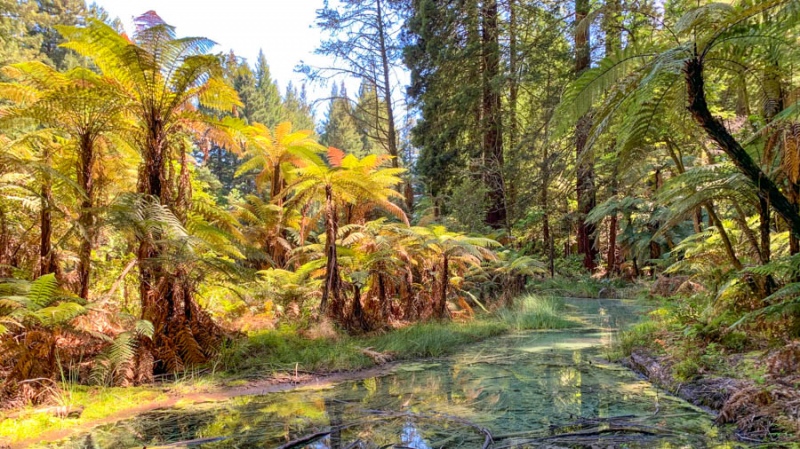 The majestic Redwoods hike