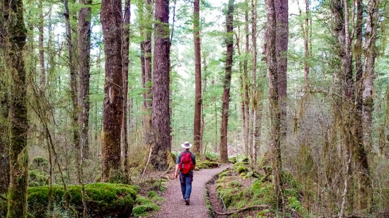 Beech forest, Kepler Track, The Fiordland Experience