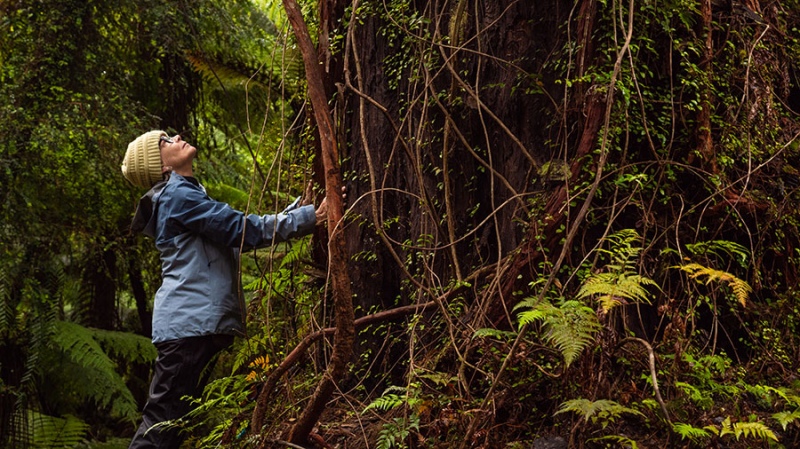 Giant rimu, Hollyford Track