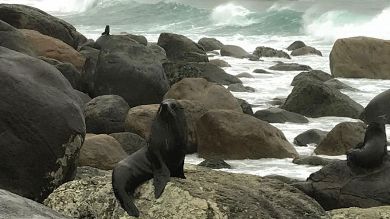 Martins Bay seal colony, Fiordland