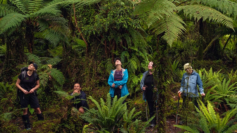 Native forest along the Hollyford Track, New Zealand