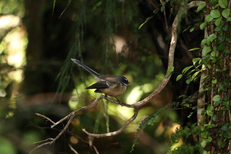 Piwakawaka (fantail), wildlife in New Zealand 