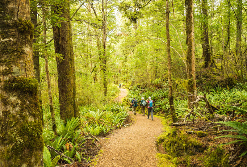 Kepler Track Beech Forest