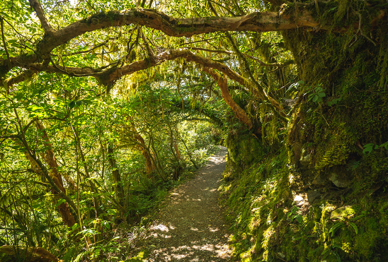 Routeburn Track trees bend over the track