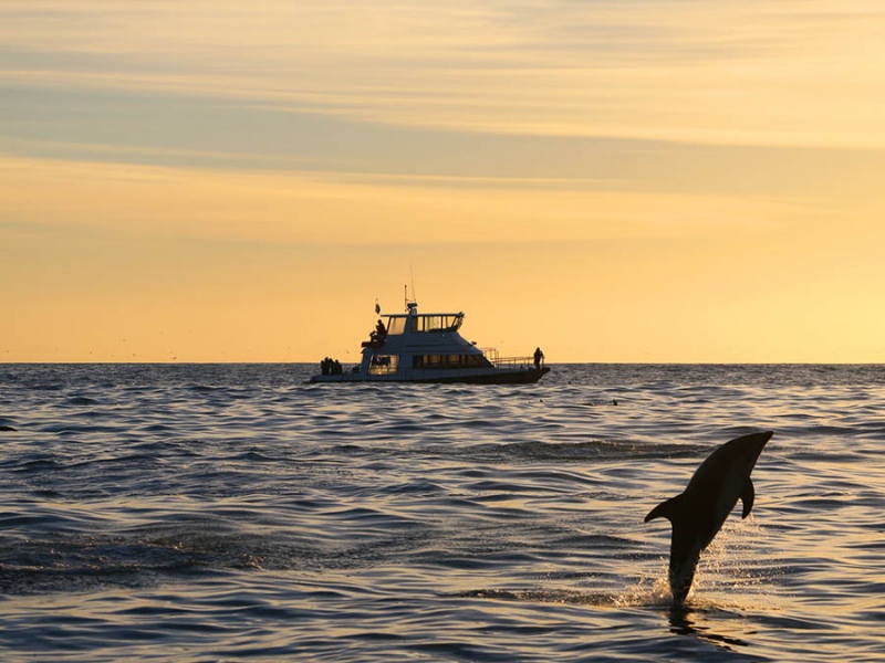 Jumping dolphin Kaikoura Peninsula