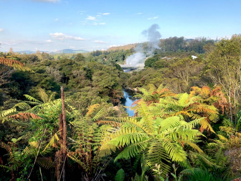 Te Puia Geothermal