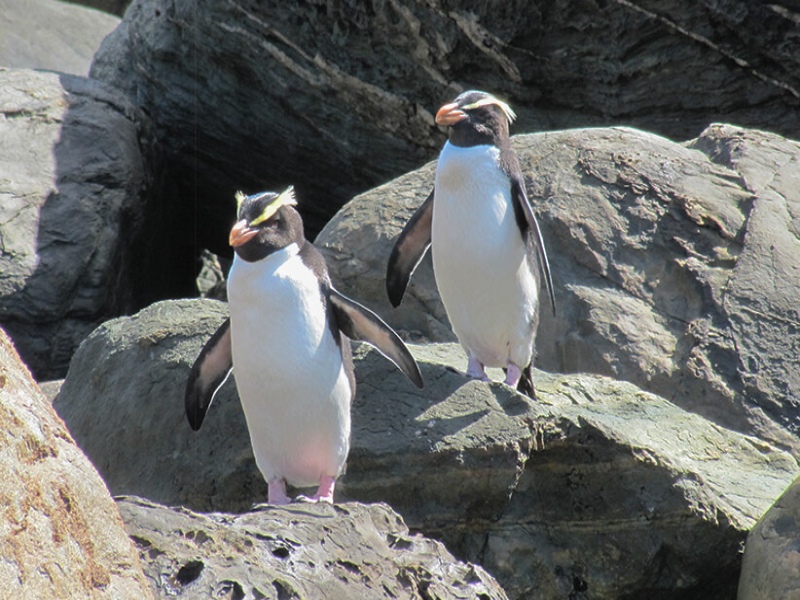 Fiordland Crested Penguins, basking in the sun during spring in New Zealand