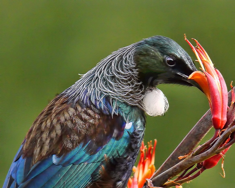 Tui feeding, New Zealand birds