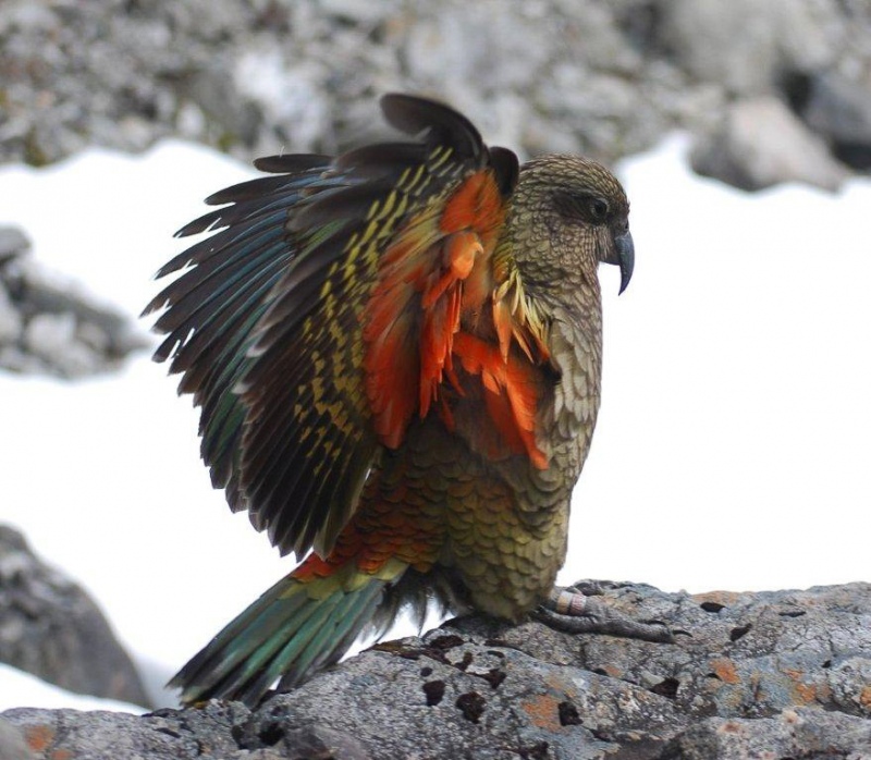 The Kea, New Zealand's mountain parrot