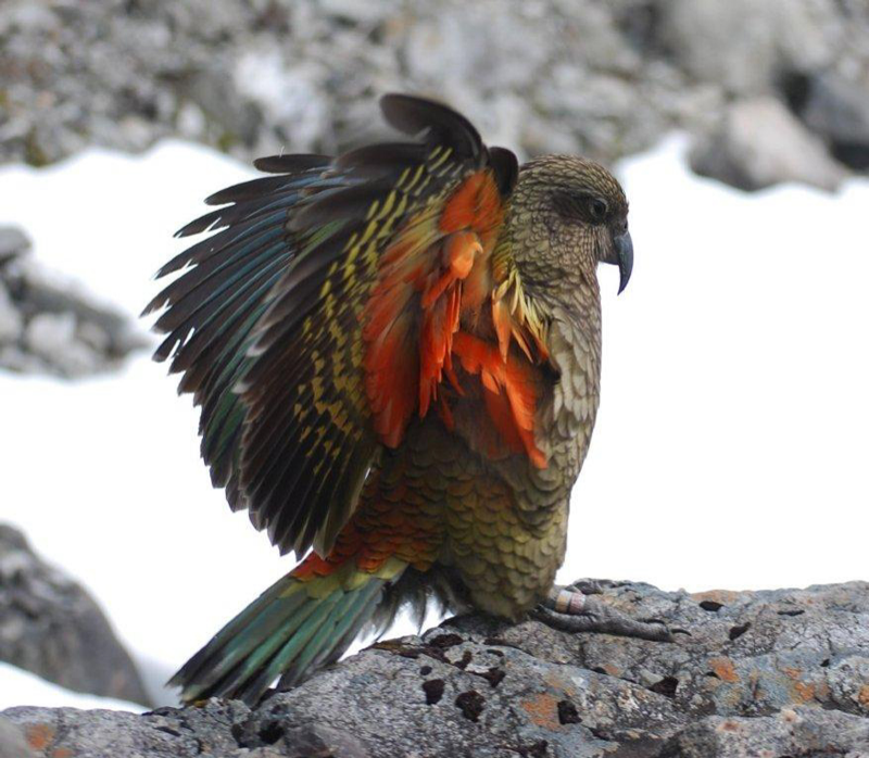 Kea New Zealand2