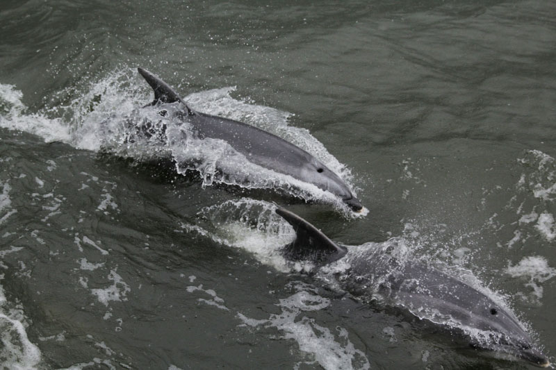 bottlenose dolphin