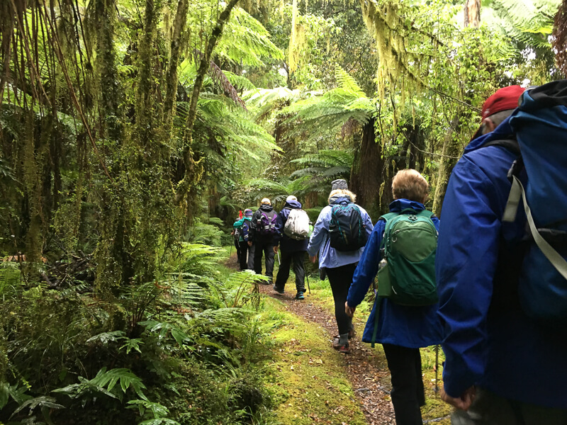 Hiking Hollyford Track New Zealand