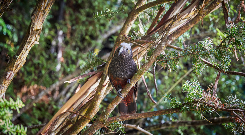 kaka rakiura stewart island