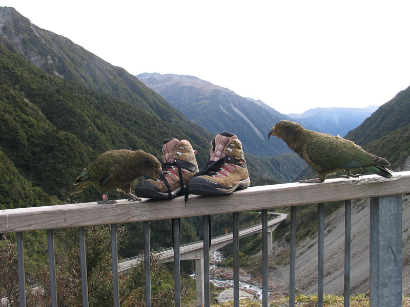 Keas at Otira Lookout, Arthurs Pass