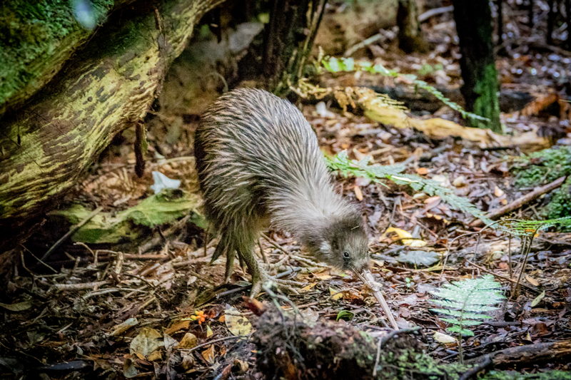 kiwi bird rakiura