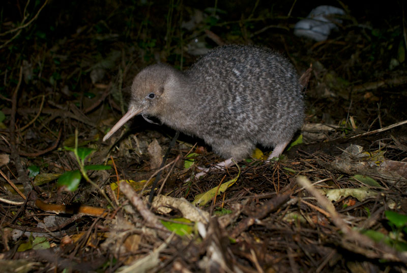 Little spotted New Zealand kiwi bird