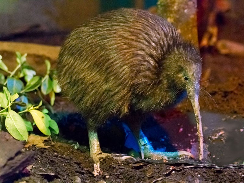 North Island brown New Zealand kiwi bird, the New Zealand national bird