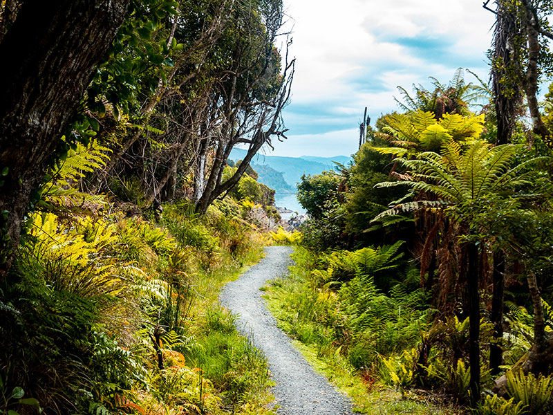 Rakiura Track Stewart Island