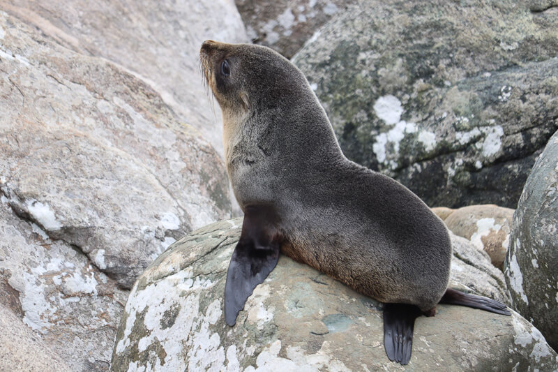 Seal, Martins Bay, Hollyford Track New Zealand