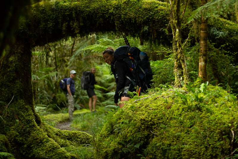 Tree arch, Hollyford Track