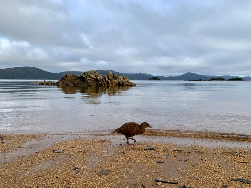 ulva island weka