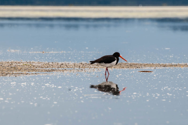 Wading bird, Abel Tasman wildlife