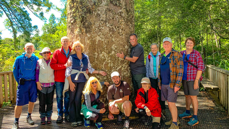 waiomu kauri grove track