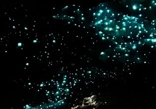 Glowworms in Waitomo Caves2