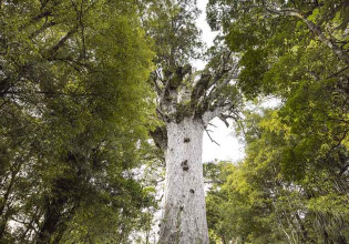 Kauri Tree