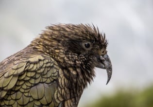 Kea on New Zealand Great Walks