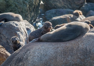 NewZealand fur seals - Milford Sound