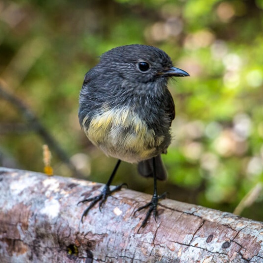 south island robin close up