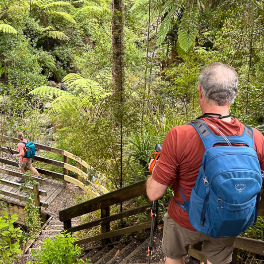 Waiomu Kauri Grove Walk 