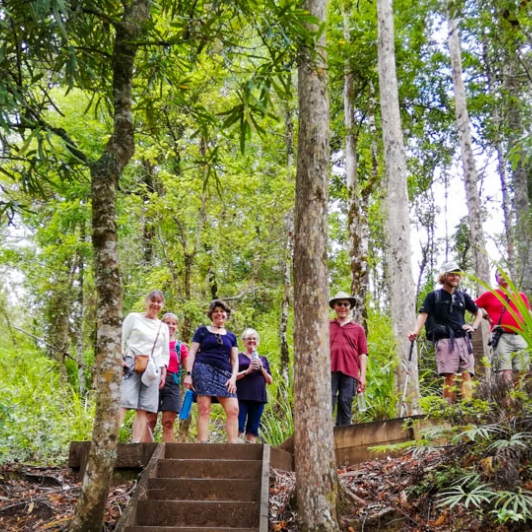 Waiomu Kauri Grove forest