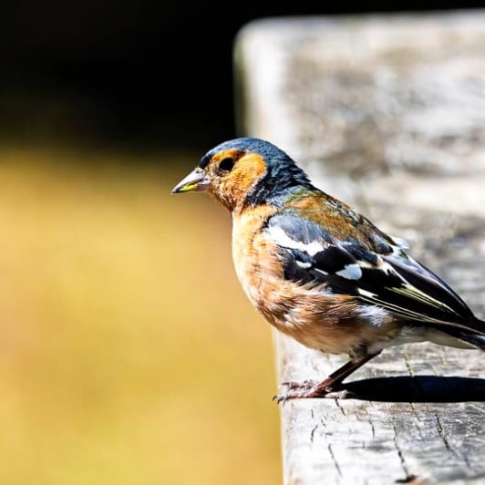 Birds Kepler Track 19FEB25