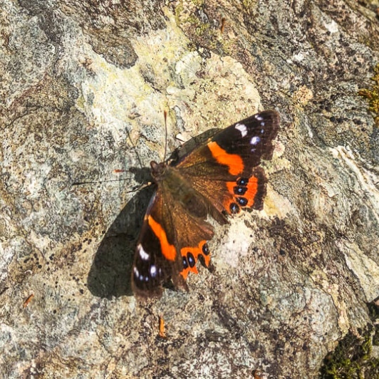 Butterfly at Wakatipu Barin, Otago New Zealand