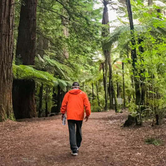 Exploring the Redwoods