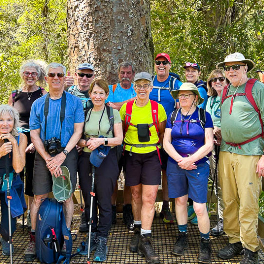 Waiomu Kauri Grove Walk