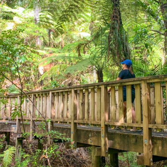 Boardwalk Waiomu kauri grove track