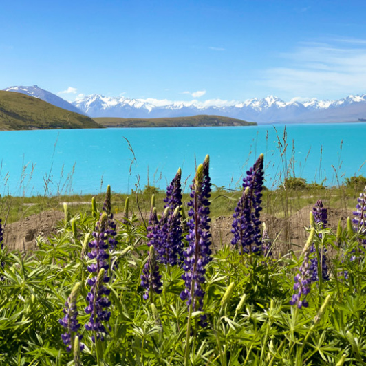 1. Lake Tekapo Lupins