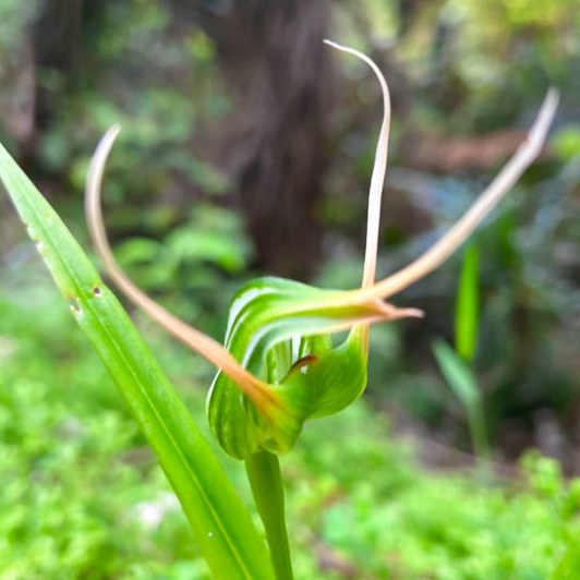 Native plant