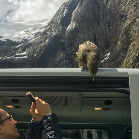 Kea at Monkey Creek, Fiordland National Park Southland New Zealand