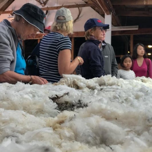 Merino Farm at Otago, New Zealand