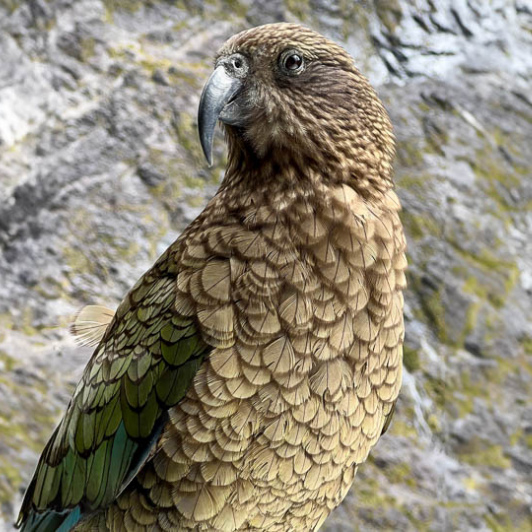 Kea bird