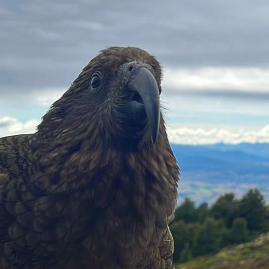 Kea at the Luxmore Hut on the Kepler Track 170125 10