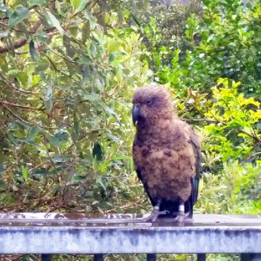 kea at arthurs pass