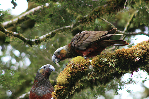 New Zealand Native Parrot, the Kaka on the Routeburn Track